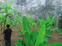 Pohon Sengon Penyakitan Warga Tempuran Kompak Tanam Pisang Lumajang