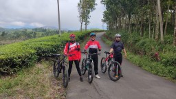 Serunya Bersepeda ke Kebun Teh Jalur Sombo ke Gucialit Lumajang