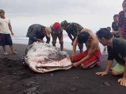 Hiu Tutul Terdampar di Pantai Padang Savana Pandanwangi Lumajang