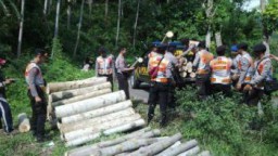 Polsek Pasirian Amankan Puluhan Gelondong Kayu Sengon Milik PT PN XII