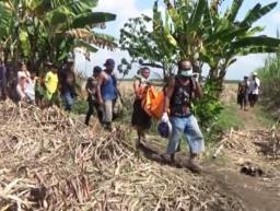 Wanita Muda Ditemukan Membusuk Ditengah Kebun Tebu Rowokangkung