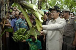 Pisang Mas Kirana Semeru Disertifikasi Menteri Pertanian