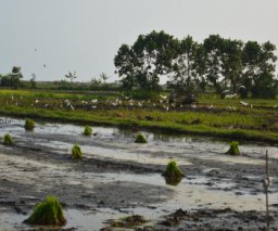 Tanpa Tambang, Inilah Keindahan Pesisir Selok Anyar Dengan Hamparan Persawahan