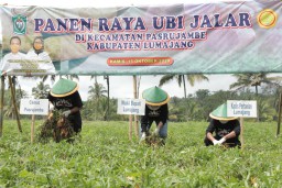 Ubi Madu Pasrujambe Jadi Komoditi Unggulan Pertanian Lumajang