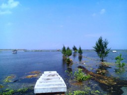 Abrasi Akibat Tambang Pasir Illegal, Puluhan Hektar Sawah di Watu Pecak Gagal Panen