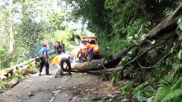 Hujan Lebat, Pohon Besar Tumbang Dijalur Malang-Lumajang Piket Nol