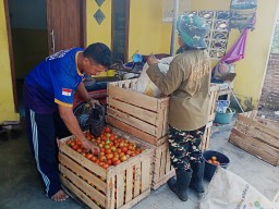 Harga Tomat Lumajang Anjlok 800 Perkilogram