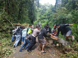 Satlantas Polres Lumajang Bersihkan Pohon Tumbang di Jalur Ranupani