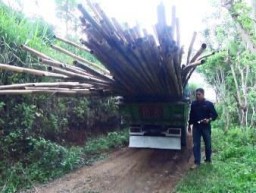 Perhutani Grebek Pelaku Perambahan Hutan Lindung