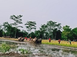 Petani  Sumberrejo Gelar Karapan Kerbau Awal Musim Tanam Lumajang