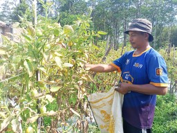 Petani Tomat Lumajang Panen Sendiri tanpa Buruh Saat Harga Anjlok