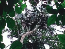 Unik..!  Ada Pohon Kelapa bercabang 6 di Duren Klakah Lumajang