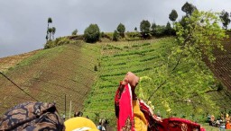 Kembali Budaya Bercocok Tanam Nyabuk Gunung di Ranu Pane Lumajang