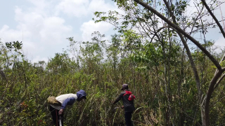 Hujan Turun, Laskar Hijau Mulai Tanam Bambu di Lereng Gunung Lemongan Lumajang