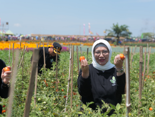 Keren..! Bunga Warna-Warni Hiasi Lahan Pertanian di Kedungrejo Lumajang