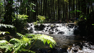 Kesejukan Wisata Hutan Pinus Poncosumo Lumajang Pikat Ribuan Wisatawan