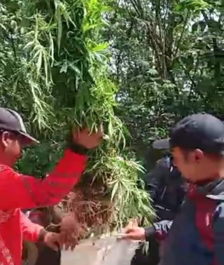 Ladang Ganja di Hutan TNBTS Argosari Lumajang Sudah Panen Sekali