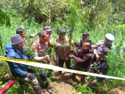 Ini Kronologi Pengungkapan Ladang Ganja di TNBTS Argosari Lumajang