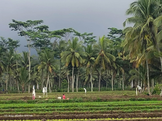 Petani Sumberwuluh Lumajang Terus Menanam di Tengah Serangan Hama Tikus