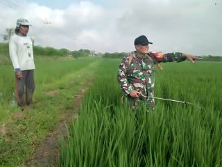 Babinsa Dampingi Petani Atasi Hama Tanaman di Kalidilem Lumajang