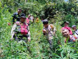 Polisi Baru Tetapkan 4 Tersangka Kasus Ladang Ganja di Hutan TNBTS Lumajang