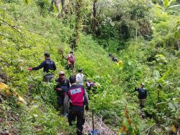 Ribuan Tanaman Ganja di TNBTS Lumajang Kembali Diamankan Polisi