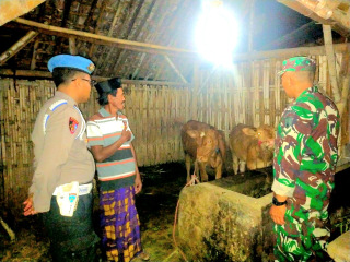 Polisi Tiba-tiba Datangi Kandang Sapi di Kunir Kidul Lumajang, Ada Apa..? 