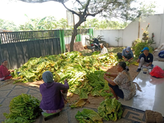 Banyak Bantuan Diberikan Bagi Petani Tembakau Lumajang dari DBHCHT