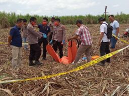 Heboh, Penemuan Kerangka Manusia di Lahan Tebu Lumajang