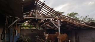 Puting Beliung Porak Porandakan 13 Rumah dan Terop di Selok Awar Awar Lumajang