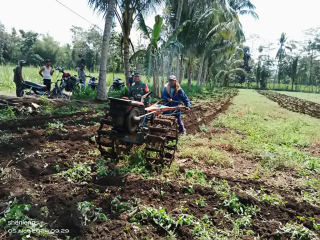 Babinsa Pajarakan Ikut Bajak Lahan Pertanian Warga di Randuagung Lumajang