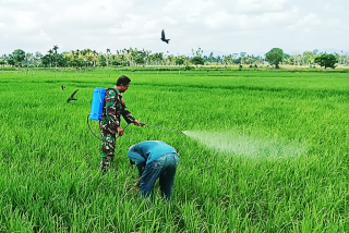 Babinsa Dampingi Petani Labruk Kidul Lumajang Semprot Tanaman Padi