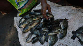 Anak Lumajang Didorong Gemar Makan Ikan