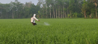 Petani Muda Sumbersari Lumajang Berinovasi Atasi Serangan Hama Pakai Insektisida Ramah Lingkungan