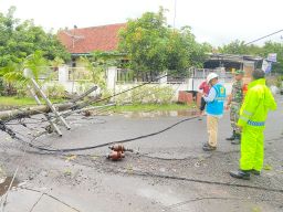 Hujan Deras Sebabkan Tiang Listrik Tumbang di  Jatiroto Lumajang