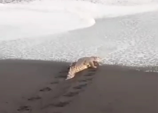 Warga Tempursari Heboh Kemunculan Buaya di Pantai Watu Godek Lumajang