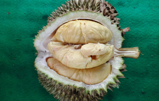 Kembang Desa, Durian Lokal Premium Asal Wonokerto Lumajang Miliki Tekstur Lumer