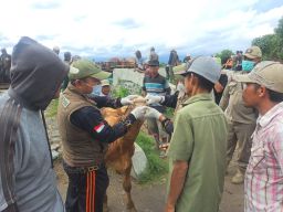 Puluhan Sapi Mati Terjangkit PMK, DKPP Lumajang Intensifkan Vaksinasi