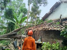 Pohon Tumbang Serta Puluhan Rumah Rusak di Lumajang  Akibat Angin Kencang