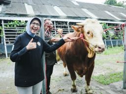 Sapi “Marlboro” Asal Lumajang Terpilih Jadi Kurban Presiden, Bobot Hampir 1 Ton