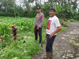 Polsek Pasrujambe Lumajang Kawal Ketahanan Pangan, Petani Didukung Tanam Jagung