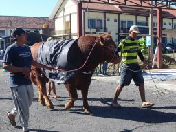 Polres Lumajang Sembelih 27 Hewan Kurban, Bagikan Daging ke Warga