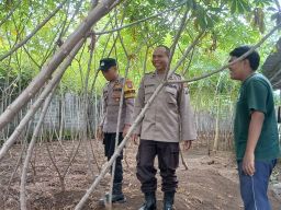 Polsek Padang Turun Langsung! Dorong Warga Tanam Singkong Demi Ketahanan Pangan Lumajang