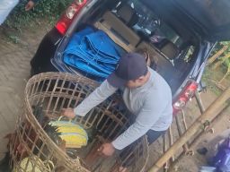 Digerebek! Arena Sabung Ayam di Lumajang Dibongkar, Puluhan Motor dan Ayam Jago Ditangkap Polisi