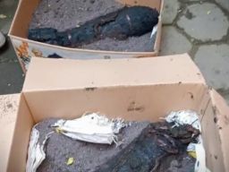 Gali Septic Tank, Warga Lumajang Temukan Dua Mortir! Diduga Peninggalan Perang Kemerdekaan