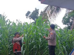 Polsek Jatiroto Dukung Ketahanan Pangan Lewat Program Tanam Jagung