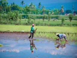 Panen Gagal Tak Lagi Jadi Mimpi Buruk, Pemkab Lumajang Tanggung Premi Asuransi Petani