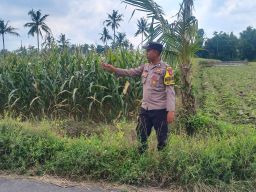 Polsek Candipuro Kawal Program Ketahanan Pangan Lewat Pengawasan Lahan Jagung