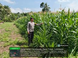 Polisi Tak Hanya Jaga Kamtibmas, Polsek Rowokangkung Buktikan Bisa Jadi Petani