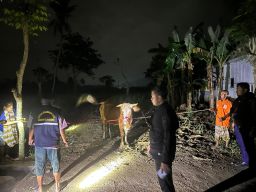 Sapi Hamil Dicuri di Lumajang, Ditemukan Tengah Malam di Kebun Tebu